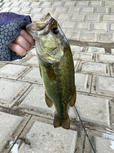 ラージマウスバスの釣果