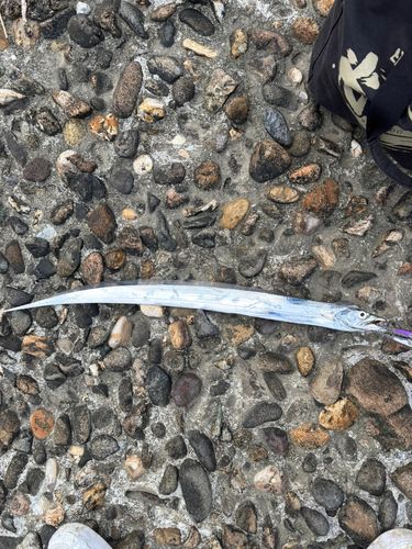 タチウオの釣果