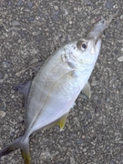 メッキの釣果