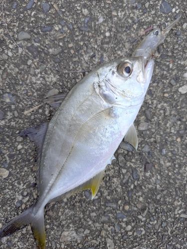 メッキの釣果