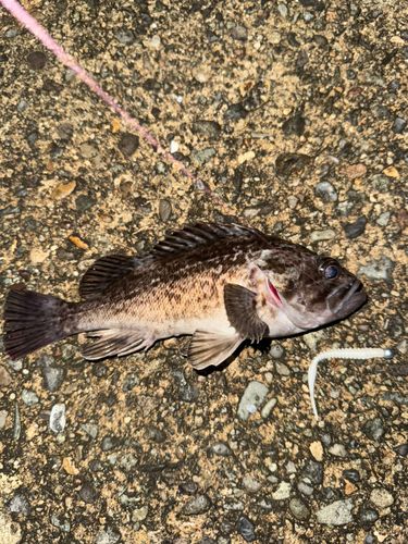 クロソイの釣果