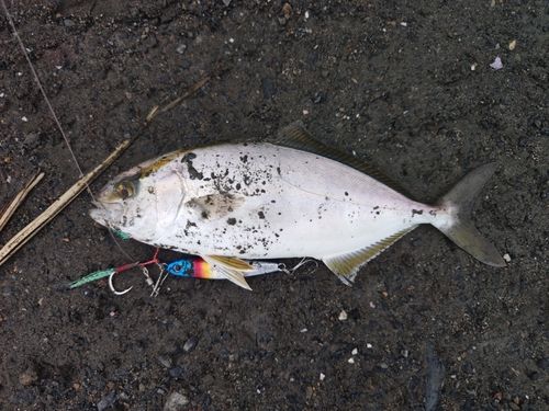 ショゴの釣果
