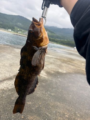 アイナメの釣果