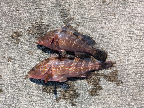 キジハタの釣果