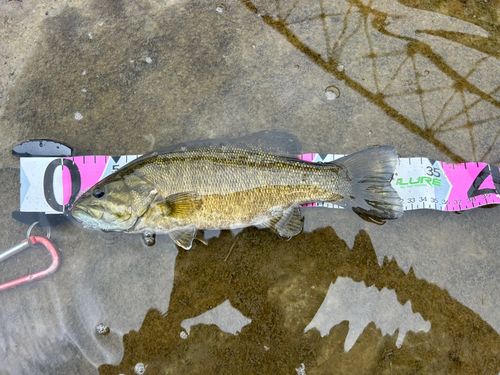 スモールマウスバスの釣果