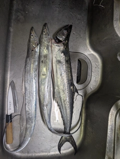サゴシの釣果