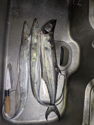 サゴシの釣果