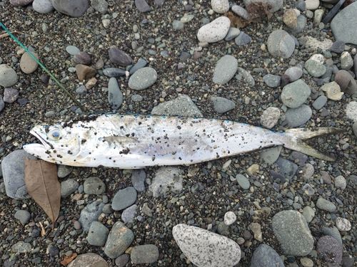 シイラの釣果