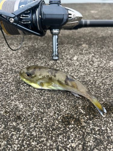 シロサバフグの釣果