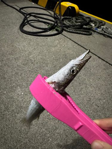 カマスの釣果