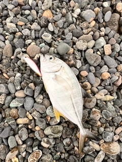 メッキの釣果
