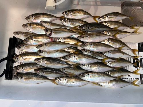 アジの釣果