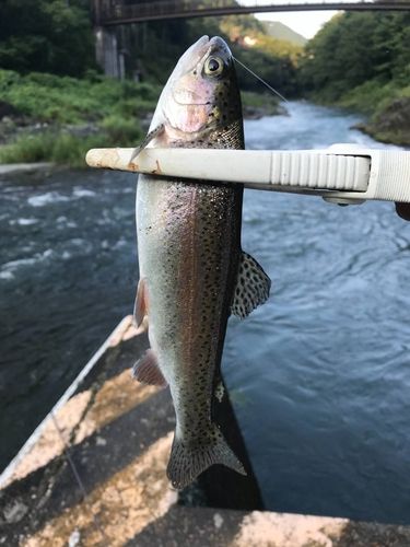 ニジマスの釣果
