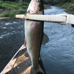 趣味:トラウトさんの2026年08月30日(日)の釣行(山梨県 - 忍野