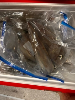 シロイカの釣果