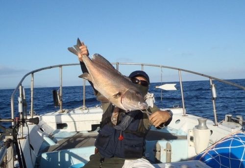 コロダイの釣果