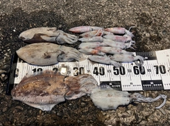 コウイカの釣果