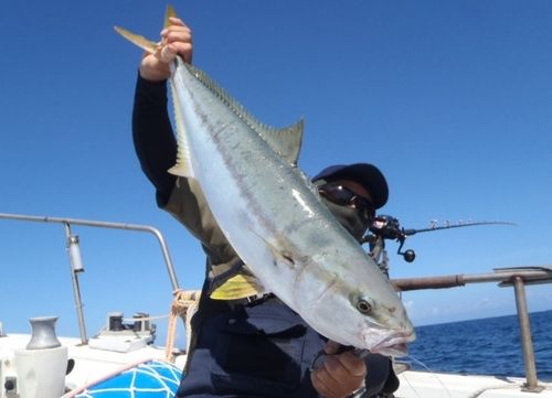ヒラマサの釣果