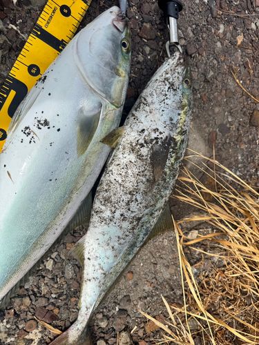 ブリの釣果