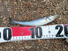ハゼの釣果