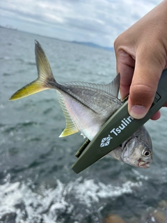 メッキの釣果