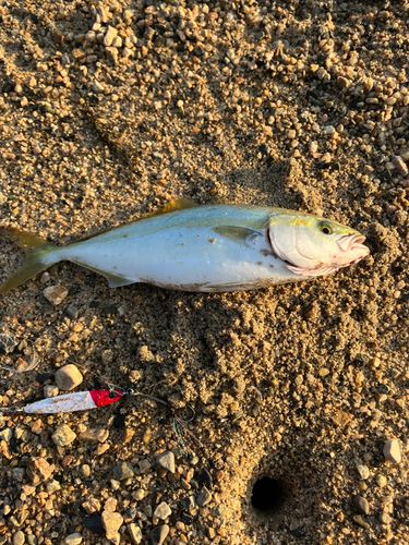 ツバスの釣果