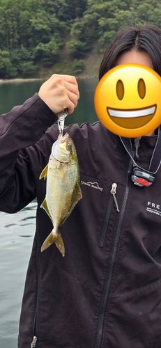 ショゴの釣果