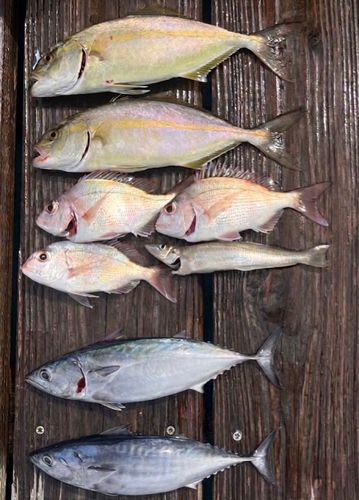 ショゴの釣果