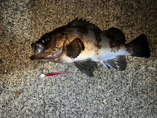 釣果