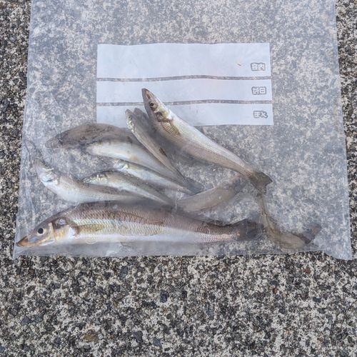 シロギスの釣果
