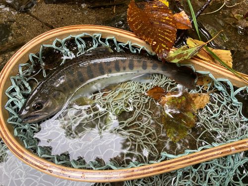 ヤマメの釣果