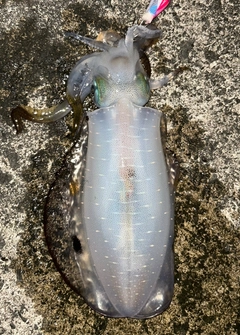 アオリイカの釣果