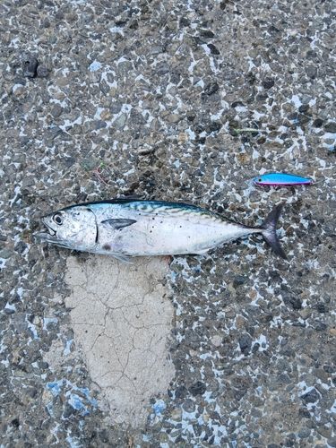 スマガツオの釣果