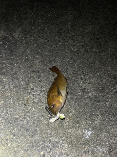 ガヤの釣果