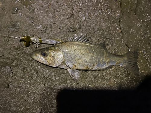 セイゴ（ヒラスズキ）の釣果