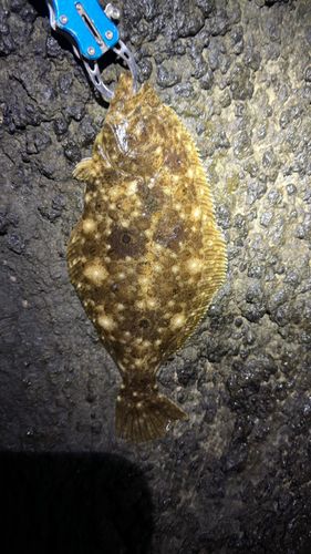 ソゲの釣果