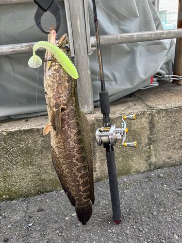 ライギョの釣果