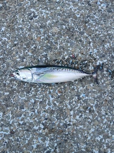マルソウダの釣果