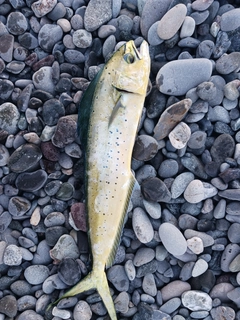 シイラの釣果
