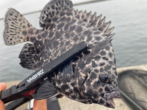イシガキダイの釣果