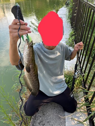 ライギョの釣果