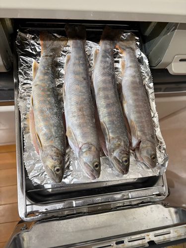 イワナの釣果