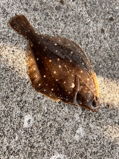 カレイの釣果