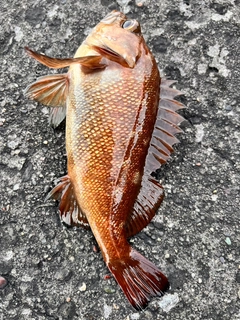 ガヤの釣果