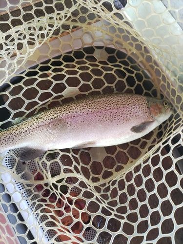 ニジマスの釣果