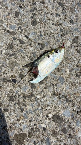 サッパの釣果