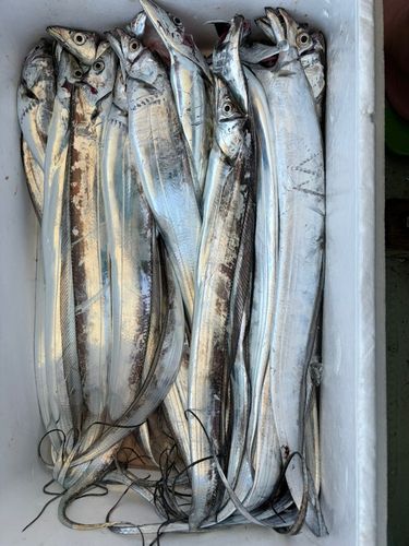 タチウオの釣果