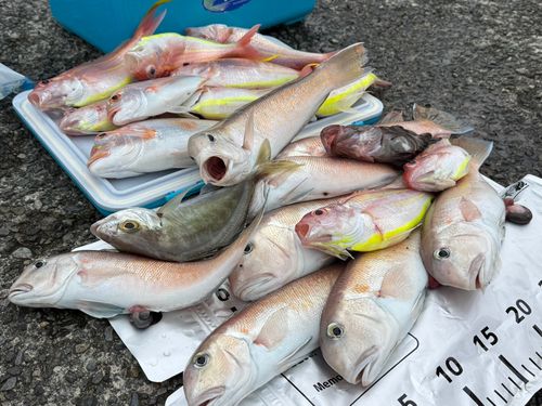 シロアマダイの釣果