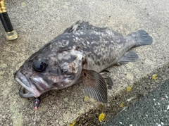 クロソイの釣果