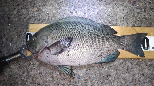 メジナの釣果